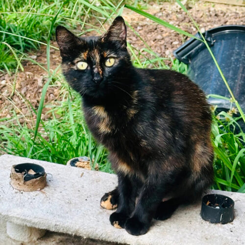Amber