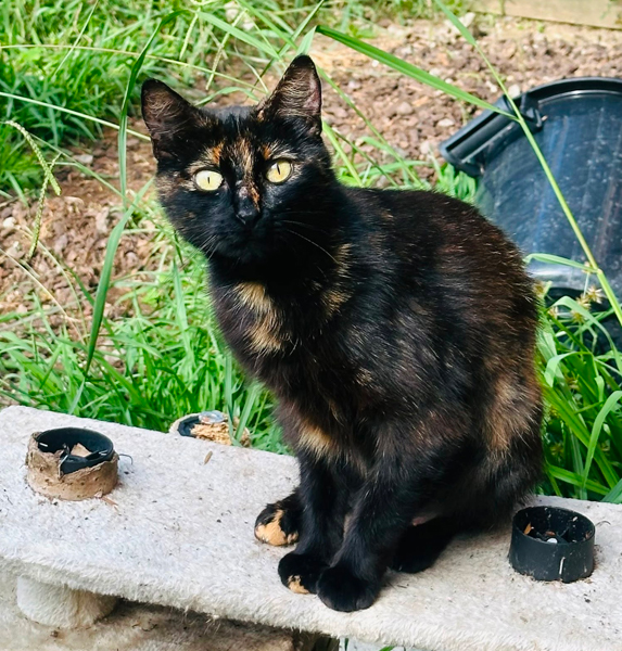 Amber