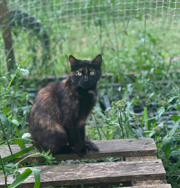 Amber