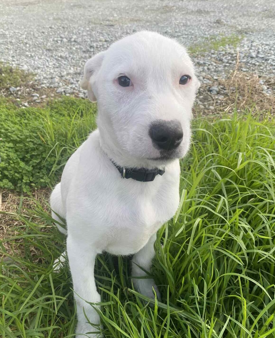 Cooper