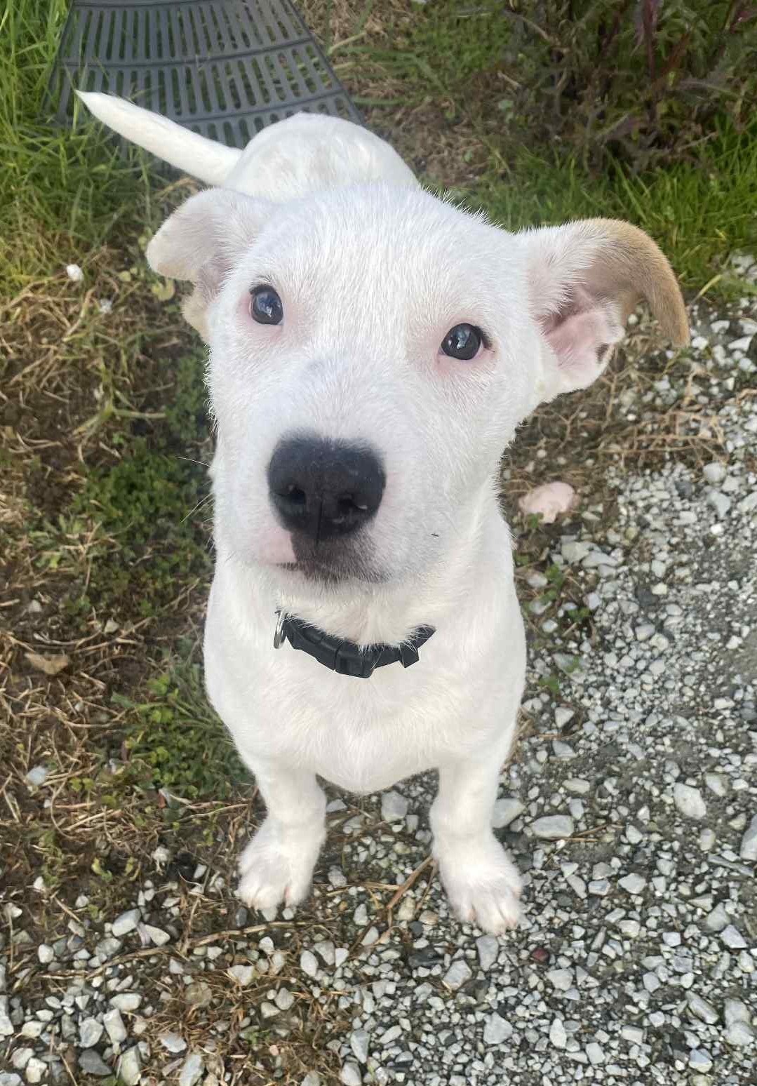 Cooper